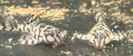 Hypancistrus sp. L236 SW, Dieren en Toebehoren, Vis, Zoetwatervis