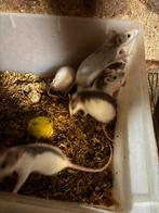 Voederratten en tamme ratten, Dieren en Toebehoren, Knaagdieren, Rat, Meerdere dieren, Tam, September