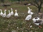 Ganzen, Dieren en Toebehoren, Pluimvee, Meerdere dieren, Gans of Zwaan