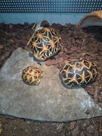 Sterschildpad, Dieren en Toebehoren, Reptielen en Amfibieën