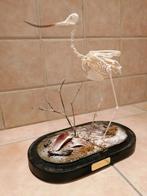 Skelet kluut, Enlèvement, Neuf