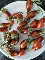 5 graines de tomate Emalia - pour récolte tardive, Envoi, Printemps, Graine