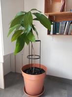 avocado plant, Ophalen