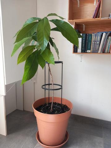avocatier, Enlèvement