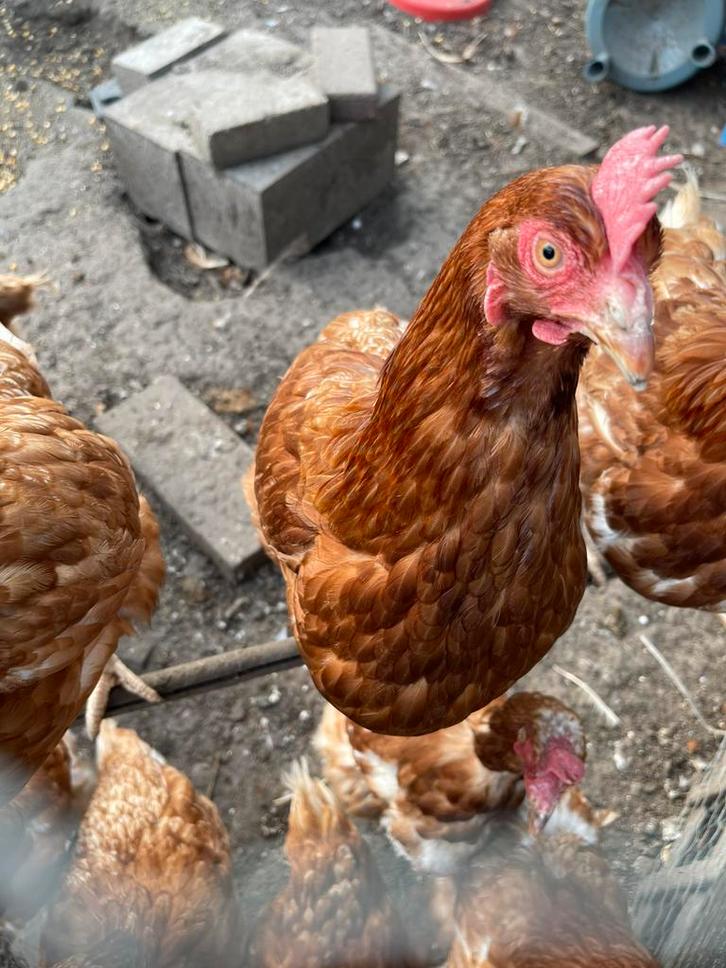 Isa brown kippen, 10 maanden oud., Dieren en Toebehoren, Pluimvee, Kip, Vrouwelijk