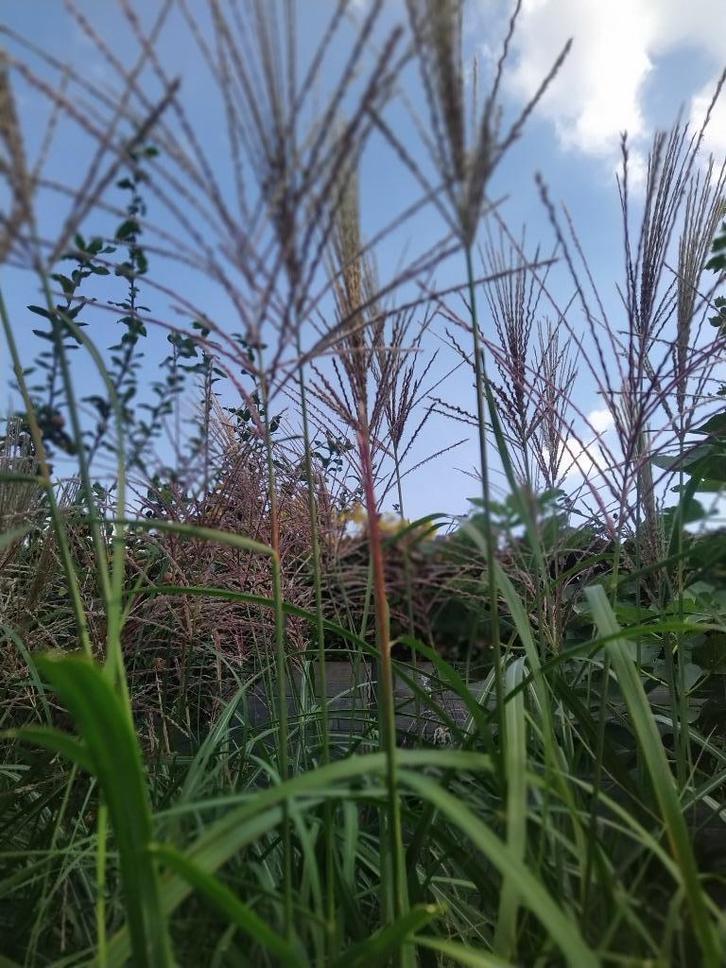Siergrassen Prachtriet Miscanthus GRATIS, Tuin en Terras, Planten | Tuinplanten, Vaste plant, Siergrassen, Halfschaduw, Herfst