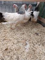 Les 6 derniers poulets Sussex purs et prêts à pondre (belle, Poule ou poulet, Femelle