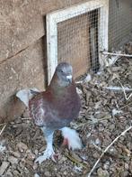 Mannelijke duif, Dieren en Toebehoren, Mannelijk, Overige soorten