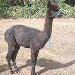 Alpaca 2 jonge  brave zwarte hengsten, Dieren en Toebehoren, Overige Dieren, Juni, Mannelijk