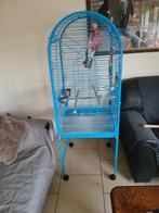 Kooi te koop 3maamd oud prijs 100 euro, Dieren en Toebehoren, Vogels | Parkieten en Papegaaien