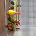 Pyrrhura molinae lutino en split lutino, Dieren en Toebehoren, Vogels | Parkieten en Papegaaien, Meerdere dieren, Parkiet, Geringd