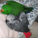 Te reserveren ! Super tamme edelpapegaaien, Dieren en Toebehoren, Papegaai, Pratend