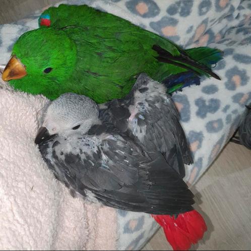 Te reserveren ! Super tamme edelpapegaaien, Dieren en Toebehoren, Vogels | Parkieten en Papegaaien, Papegaai, Pratend, Tam, Geringd