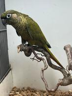 Pyrrhura frontalis split grijsgroen, Dieren en Toebehoren, Mannelijk, Parkiet, Geringd