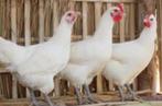 Leghorn legkippen - direct eitjes - 0472/51.09.71, Kip
