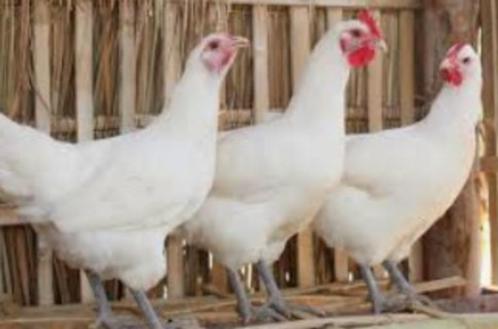 Leghorn legkippen - direct eitjes - 0472/51.09.71, Dieren en Toebehoren, Pluimvee, Kip