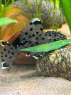 L264 ancistrus