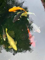Japanse Koi vissen, Dieren en Toebehoren, Vissen | Vijvervissen, Karper of Koi