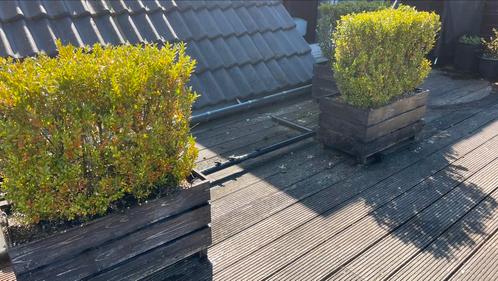 Buxus in 7 houten bakken /bieden mag 😉👍, Tuin en Terras, Planten | Bomen, Ophalen