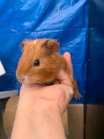 2 superlieve gezonde caviaatjes 5€ voor beiden, Dieren en Toebehoren, Knaagdieren, Cavia, Juli, Meerdere dieren, Tam