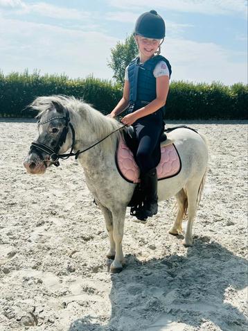 Lieve en knappe kinderpony beschikbaar voor biedingen
