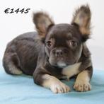 FLUFFY Bouledogue Français - chiots à vendre, 15 semaines à 1 an, Parvovirose, Autres races, Plusieurs animaux