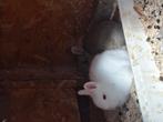 Lapin nain à vendre directement, Plusieurs animaux, Nain, 0 à 2 ans
