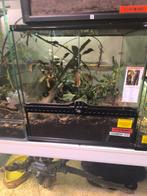 Exo Terra paludarium 45x45x45 met bewoners, Ophalen, Zo goed als nieuw