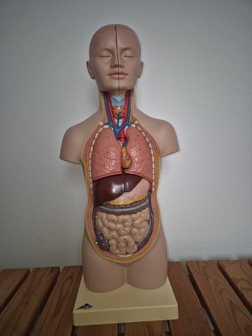 Anatomisch model  52 cm uitneembare organen lesmodel.  beschikbaar voor biedingen