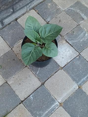 Stevige Datura planten 1€ per stuk! beschikbaar voor biedingen