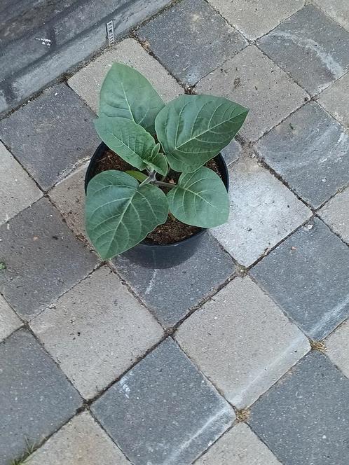 Stevige Datura planten 1€ per stuk!, Tuin en Terras, Planten | Tuinplanten, Ophalen