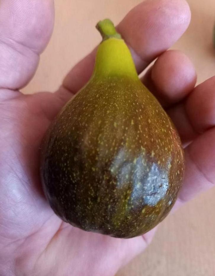 Vijgenbomen, Tuin en Terras, Planten | Fruitbomen, Ophalen