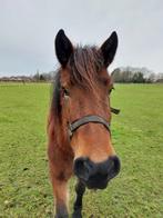 Brave marie pony, Dieren en Toebehoren, Paarden, Merrie