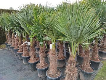 Winterharde palmbomen tijdens het Paasweekend 