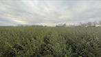 Osmanthus Burkwoodii Schijnhulst Struiken in diverse maten, Ophalen of Verzenden, Struik