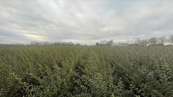 Osmanthus Burkwoodii Schijnhulst Struiken in diverse maten   beschikbaar voor biedingen