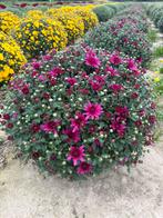 Zeer sterke Chrysanten in alle kleuren, Ophalen
