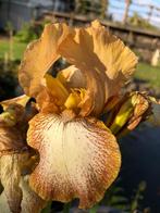 Iris, Tuin en Terras, Planten | Tuinplanten, Ophalen