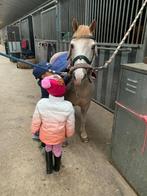 Shetlander halve stal aangeboden Loenhout, Dieren en Toebehoren