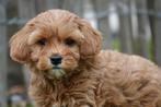 Prachtige Cavapoo pups (abrikoos en rood), België, Overige rassen, CDV (hondenziekte), 8 tot 15 weken