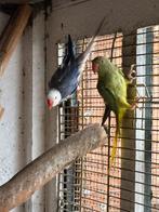 Halsbandparkieten, Dieren en Toebehoren, Vogels | Parkieten en Papegaaien, Geringd