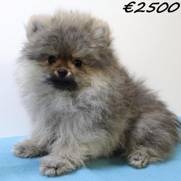 Kleine Kees & Dwergkees - puppy's te koop beschikbaar voor biedingen