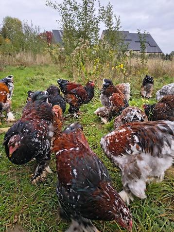 Brahma porselein beschikbaar voor biedingen