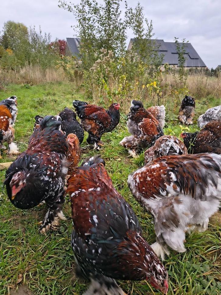 Brahma porselein, Dieren en Toebehoren, Pluimvee, Kip, Meerdere dieren