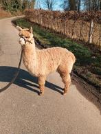 Te koop mooie alpaca met goede stamboom
