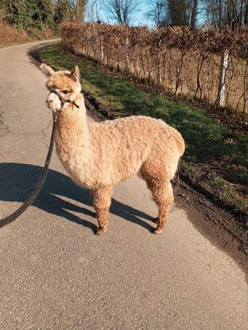 Te koop mooie alpaca met goede stamboom  beschikbaar voor biedingen