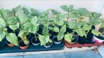 Zonnebloem planten, Tuin en Terras, Ophalen