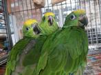 Geelvoorhoofd Amazone papegaaien, Dieren en Toebehoren, Geringd