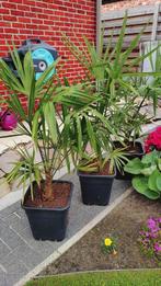 Winterharde Palmbomen trachycarpus fortunei, Ophalen