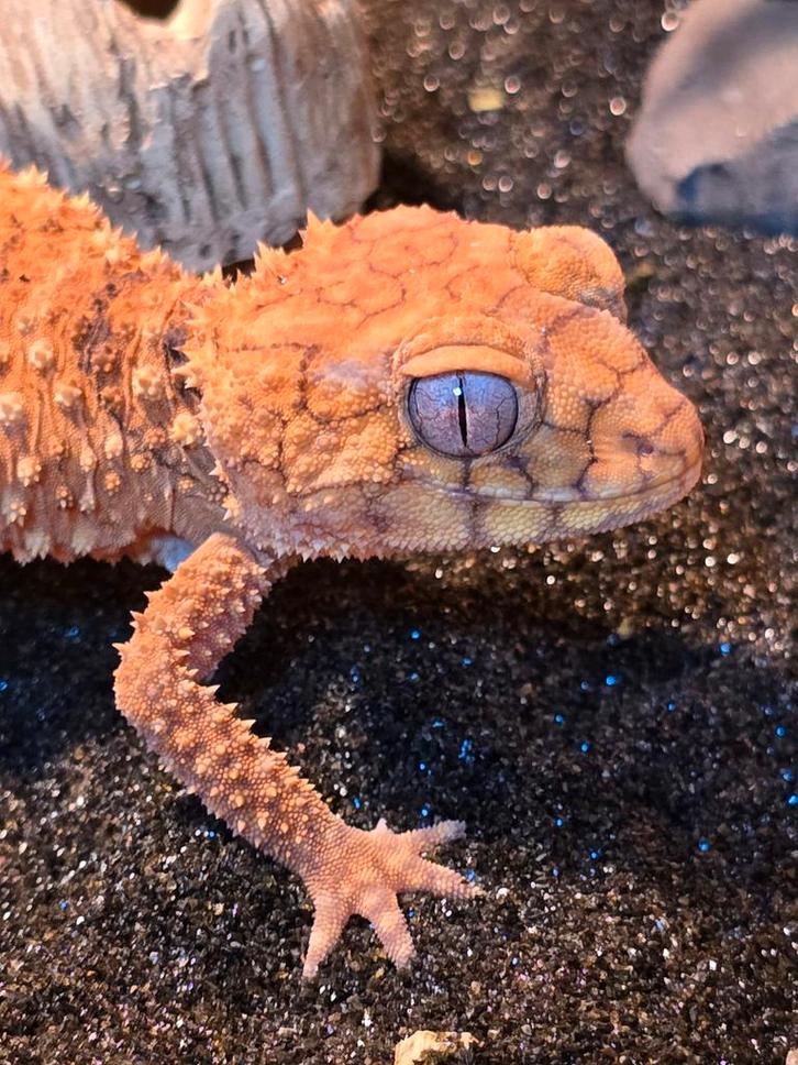 Nephrurus amyae, Dieren en Toebehoren, Vissen | Aquariumvissen